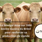 Le Sénégal mise sur 1000 bovins Guzera du Brésil pour renforcer sa production de viande