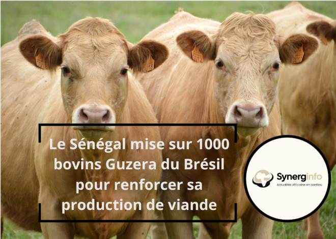 Le Sénégal mise sur 1000 bovins Guzera du Brésil pour renforcer sa production de viande