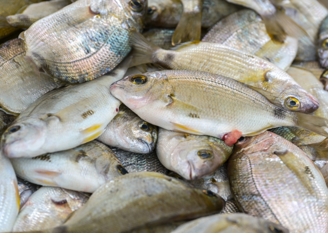 L’aquaculture camerounaise face à une crise structurelle : entre manque de financements et initiatives locales en quête de soutien
