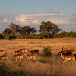 Un Garçon de 7 Ans Survit Cinq Jours dans un Parc Rempli de Lions au Zimbabwe