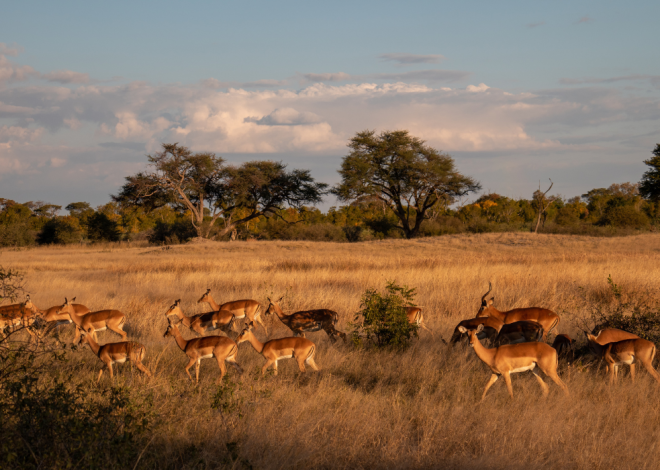Un Garçon de 7 Ans Survit Cinq Jours dans un Parc Rempli de Lions au Zimbabwe