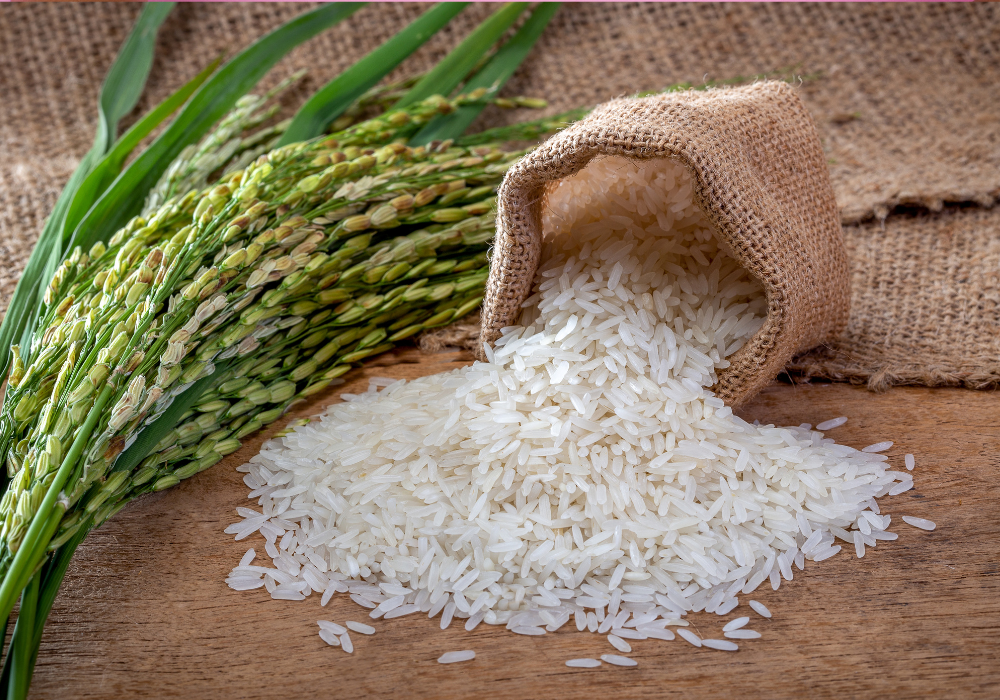 Une Académie pour Booster la Filière Riz en Côte d’Ivoire