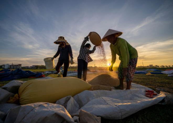 Côte d’Ivoire: Towards rice self-sufficiency by 2026