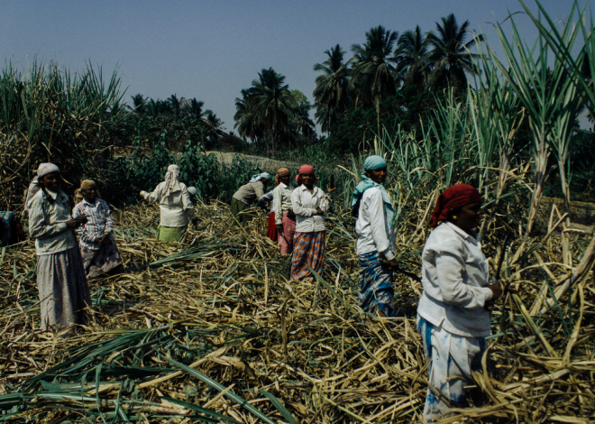 Le Rwanda veut booster la culture de la canne à sucre pour réduire sa dépendance aux importations