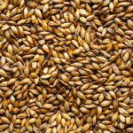 Afrique du Sud : Soufflet Malt investit 100 millions d’euros dans une nouvelle malterie à Sedibeng