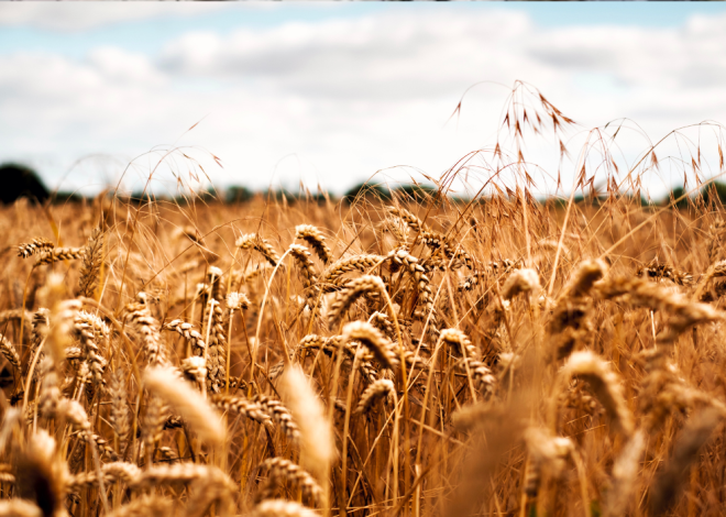 Kenya targets 17% reduction in wheat imports by 2027
