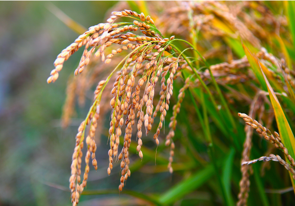 Mali targets an 83% increase in rice production to achieve food self-sufficiency