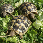 Madagascar : Un député condamné à dix ans de prison pour trafic de tortues protégées