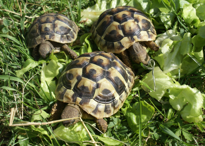 Madagascar : Un député condamné à dix ans de prison pour trafic de tortues protégées