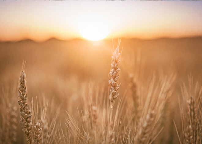 Nigeria: Wheat production set to rise in 2025/2026… still a long way from self-sufficiency