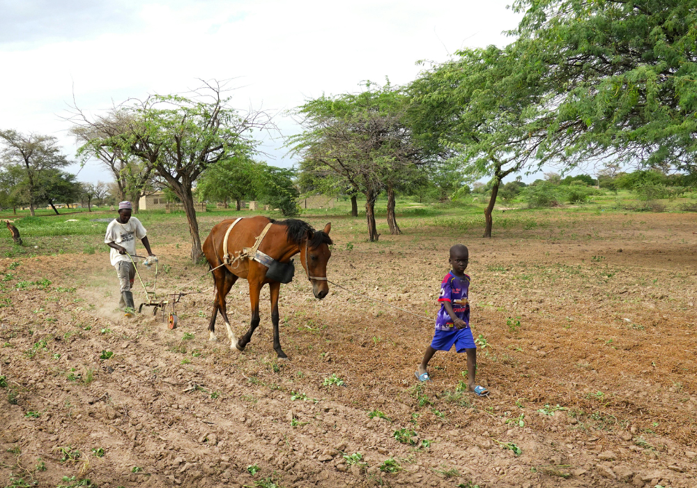 Le Sénégal double son budget agricole pour la campagne 2025