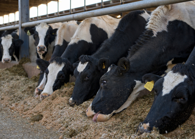 Afrique : Une croissance record de la production d’aliments pour animaux en 2024