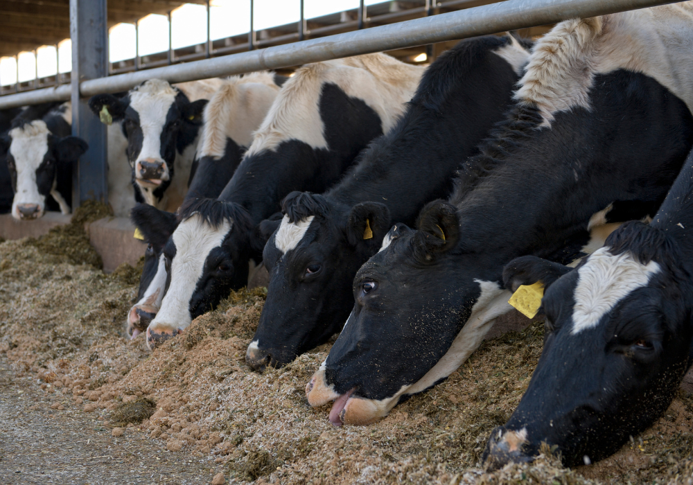 Afrique : Une croissance record de la production d’aliments pour animaux en 2024