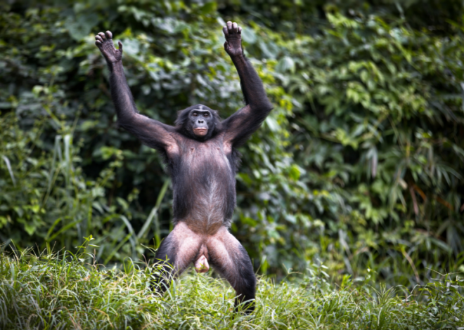 RDC : fin de cavale pour les deux lionnes évadées près de Lubumbashi