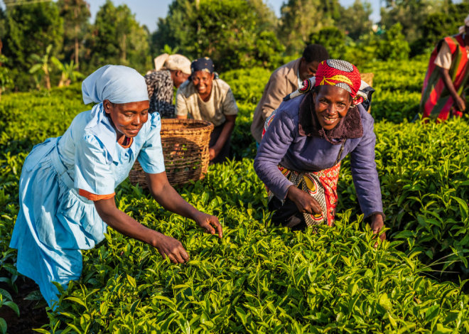 Afrique : Vers un renforcement du rôle des femmes dans l’agroalimentaire et la sécurité alimentaire
