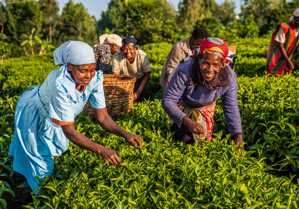 Afrique : Vers un renforcement du rôle des femmes dans l’agroalimentaire et la sécurité alimentaire