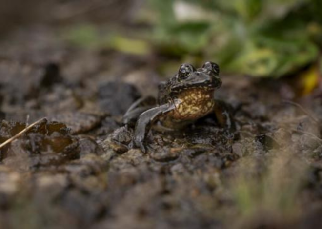 Tanzanie : une grenouille de rivière observée à plus de 4 000 mètres sur le Kilimandjaro, une première mondiale