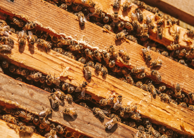 Rwanda : les ravages des pesticides dans les ruches d’abeilles