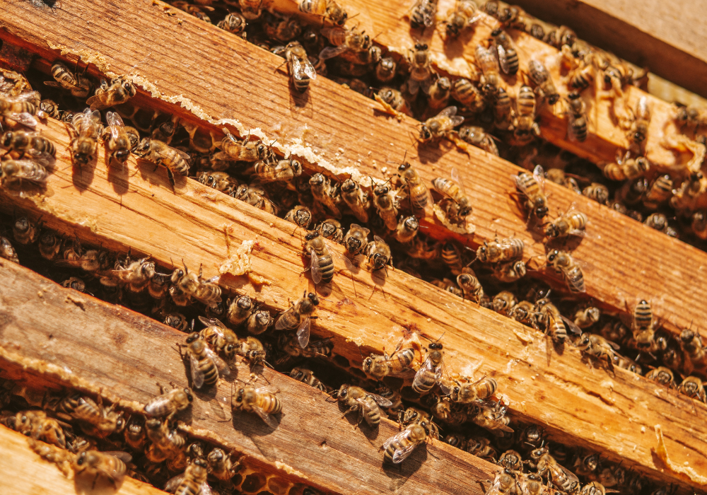 Rwanda : les ravages des pesticides dans les ruches d’abeilles